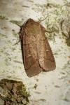 Mythimna turca