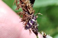 Micropterix aureatella