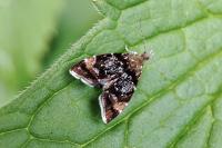 Prochoreutis sehestediana