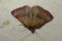 Phytometra viridaria