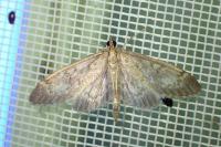 Anania lancealis