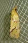 Agapeta hamana