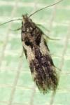 Carpatolechia decorella