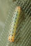 Diaphora mendica