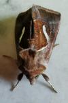Macdunnoughia confusa