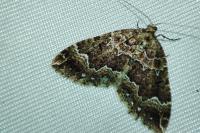 Lampropteryx suffumata