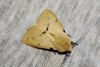 Spilarctia lutea