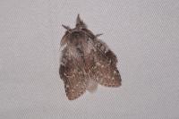 Stauropus fagi