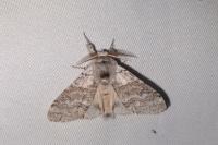 Calliteara pudibunda