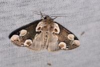Thyatira batis
