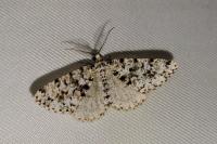 Fagivorina arenaria