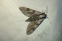 Hyloicus pinastri