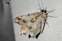 Macaria alternata
