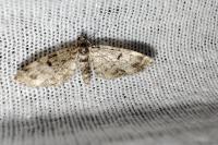 Eupithecia tantillaria