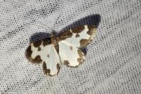 Lomaspilis marginata