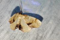Plagodis dolabraria