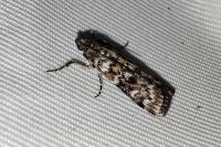 Dioryctria abietella