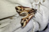 Actinotia polyodon