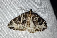 Ecliptopera silaceata