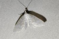 Asthena albulata