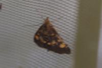 Pyrausta