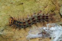 Lymantria dispar