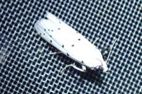 Coscinia cribraria