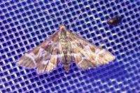 Diasemia reticularis