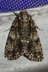 Acronicta rumicis