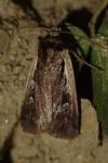 Ochropleura plecta