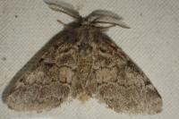 Gluphisia crenata