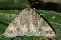 Acronicta megacephala
