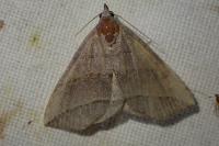 Colobochyla salicalis