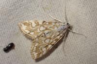 Elophila nymphaeata