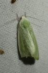 Earias clorana