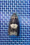 Epiblema cirsiana