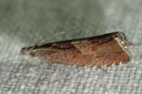 Dichrorampha acuminatana