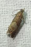 Dichrorampha acuminatana