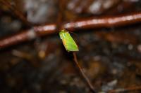 Pseudoips prasinanus