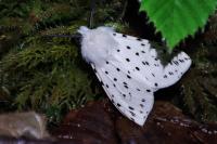 Spilosoma lubricipeda