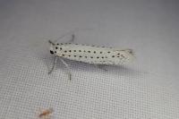 Yponomeuta evonymella