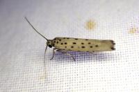 Yponomeuta padella