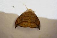Drepana curvatula
