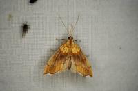 Agrotera nemoralis