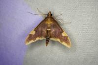 Circobotys butleri