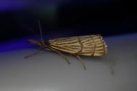Chrysocrambus linetella