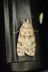 Scoparia basistrigalis