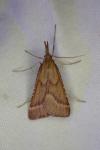 Synaphe punctalis
