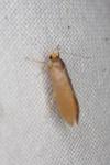 Crassa unitella