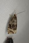 Celypha lacunana